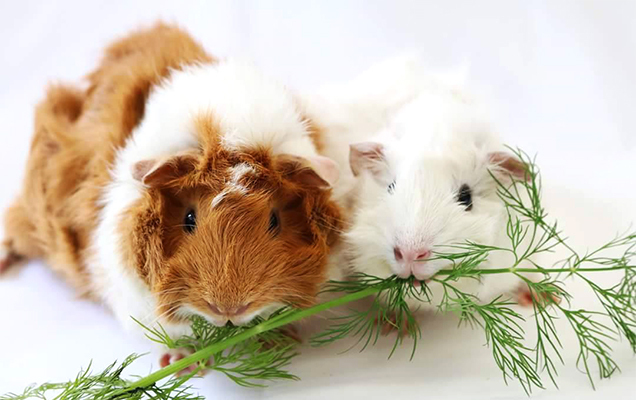 Two guinea pigs eating greens